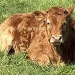 The Cosy Hedgerow * Port Carlisle