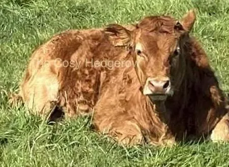The Cosy Hedgerow * Port Carlisle